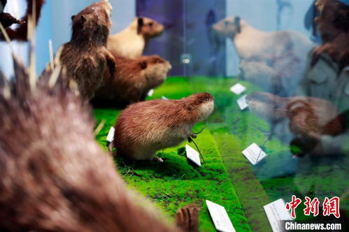 鼠年辨 鼠类 朋友圈 上海科技馆举办 鼠年生肖特展