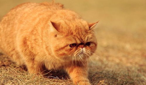 英国宠物减肥大赛, 啥都瘦了, 只有橘猫瘦不下来