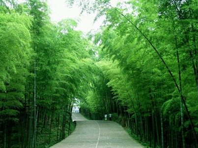 蜀南竹海景点介绍（蜀南竹海景点攻略）