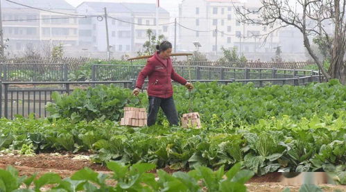 现实版 开心农场 衡阳县这里的村民共享菜地