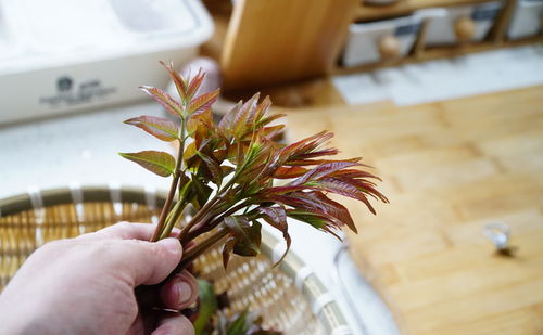 谷雨种什么菜蔬菜合适