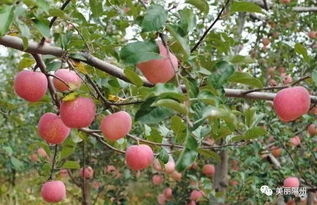 果农注意 省农科专家为梨 苹果树提质增效支招