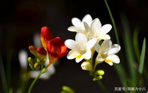 别错过这款 芬芳花 ,淡雅如兰 双季 花开,一花能熏一室香