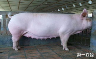 临产母猪要怎么饲养 临产母猪的饲养管理