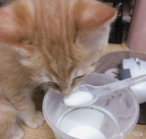 猫可以喝酸奶吗 给猫喝酸奶要注意什么