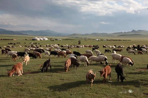 蒙古国的30000只羊羊羊羊羊羊羊羊羊要来了