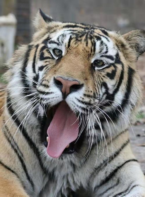 老虎最怕什么,野外遇老虎，如何防范？