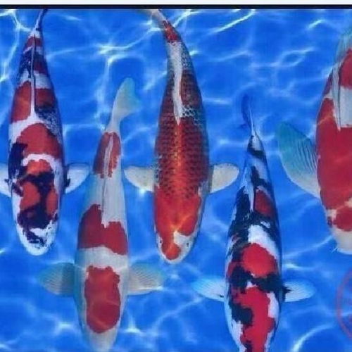 日本红白大正三色锦鲤活体观赏鱼冷水鱼招财避邪风水鱼