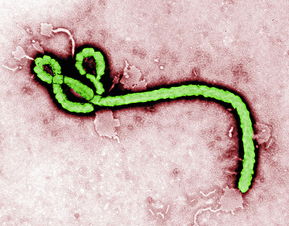 以埃博拉病毒为原型的灾难片,恐慌会扩散