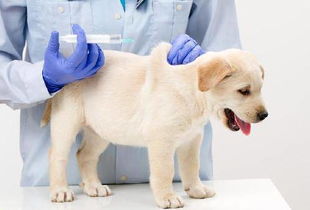 给狗狗打疫苗七大误区 正确认识疫苗,预防狗狗感染问题 