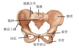 什么是耻骨痛 忍忍就会过去了吗