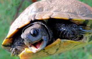 乌龟能活多少岁 