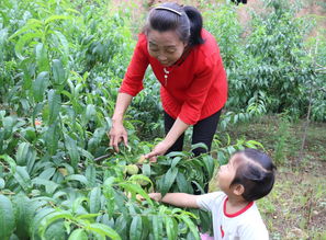 水果书记 开启甜蜜致富路