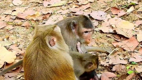 两个猴妈妈训练猴宝宝走路 