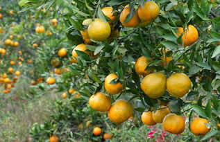 柑橘的病虫害防治技术 第2页 水果种植 黔农网 