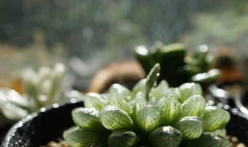 玉露可以露养淋雨吗？