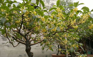 桂花树在家里养对风水吉利吗,家里为什么不能养茶花 原因是什么