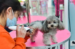 宠物入学魔法学校 中国哪些酒店可以携带宠物入住