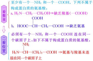 高一生物，为什么肽链数=氨基酸数-肽键数？求解。