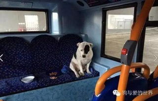 狗狗被主人遗弃在公车上,当它发现自己不能回家时,让人心碎一地