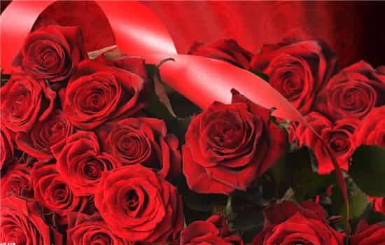 玫瑰花朵数代表的含义 最浪漫的竟然不是11朵