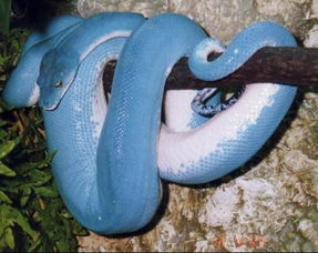 不明生物求解 全身亮蓝色的蛇