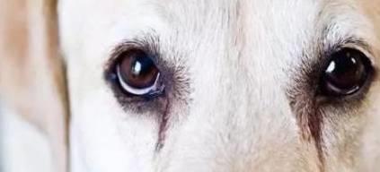 狗狗眼部可能出现的几种疾病,快看看你家狗狗有没有这些症状