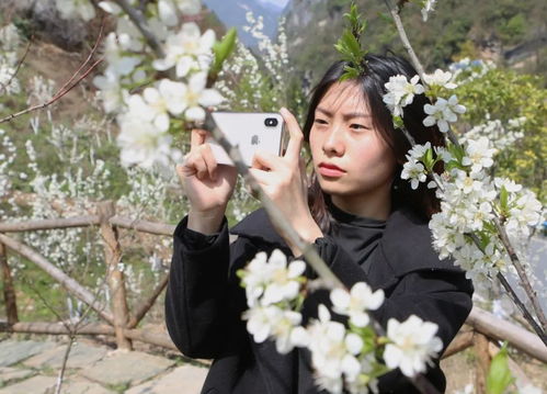 百花争艳正确动物生肖