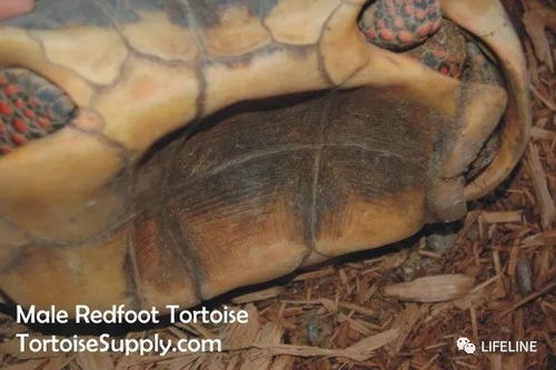 龟友来稿 红腿陆龟的饲养 从入门到繁殖 下