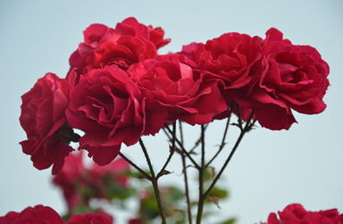 蔷薇花象征着什么意义,蔷薇爬墙花语？