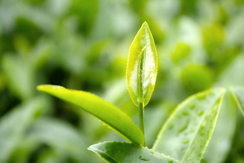 喝一杯香茗,品一个茶字