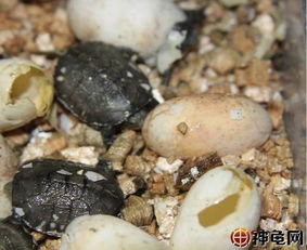 龟蛋孵化系列之 孵化末期,捡出 坏蛋 后静待出壳 