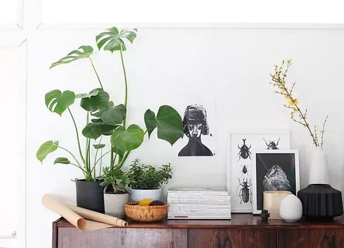 美人铁绿植图片大全,绝美铁绿色植物图片，为你的家居生活带来自然之魅力