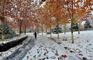 鸡；犬；过雪桥。一路梅花竹叶。问下句(鸡犬过双桥,一路梅花竹叶.求下联?)