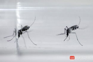 喂糖水 叹空调 佛山有群把蚊子当 宠物 的专家 