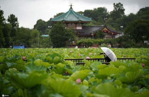 《东京公园》,电影《东京公园》简介