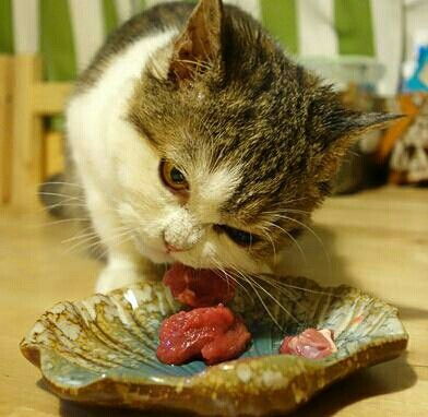 为什么猫咪要吃生骨肉 喵态来告诉你