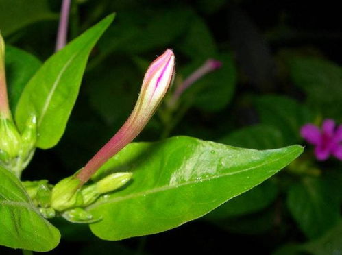 夜来香花怎么养护和管理,夜来香在