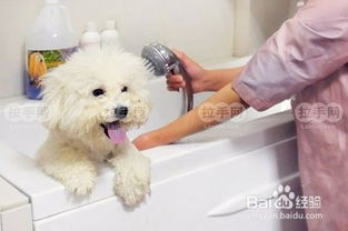 怎么正确给狗狗洗澡 