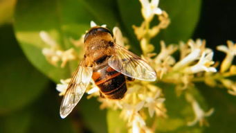 新手如何养蜜蜂,人工养蜜蜂流程？