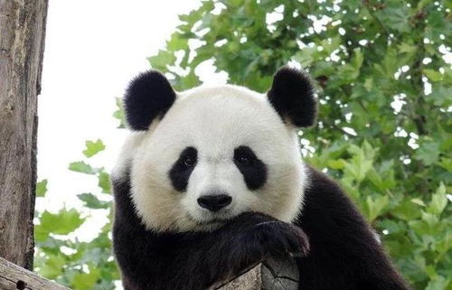 熊猫在被人类保护前如何躲过野兽攻击的 它的必杀技并不是卖萌