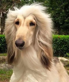 这只狗狗拥有一张锥子脸,还有飘逸的长头发,真是狗中女神啊