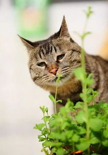猫薄荷是什么植物(图4)