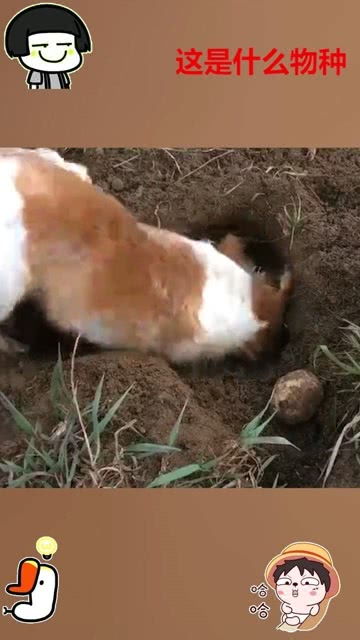 也不知道狗子发现了什么一直在挖土,回头那一刻,差点没认出来 