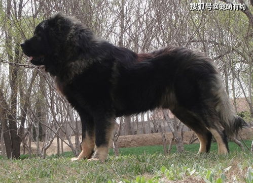闻名世界的大型猛犬 高加索犬,在你饲养前一定要了解它的性格