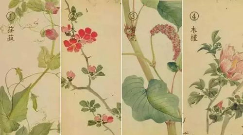 日本人将 诗经 里的植物都画出啦 从此最美的诗遇见最美的画 