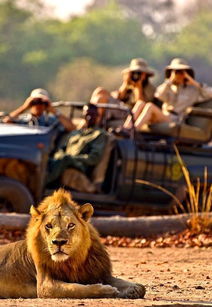 到了非洲才知道,游客是这样看狮子和猛兽,简直到处都是八达岭 