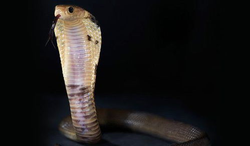 中国毒性最强的十种毒蛇,第一名农村很常见 