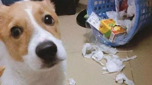 狗狗为什么会吃 垃圾 原因有几个,主人别忽视了