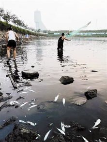 连日降雨 雨后鱼类 翻坑 市民冒险捞鱼 